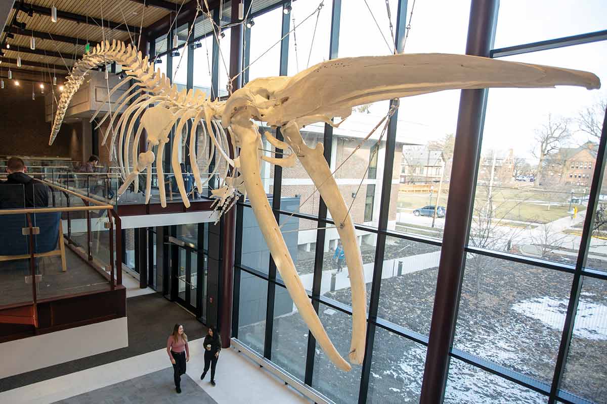 55-foot fine whale skeleton in the atrium of the Umbeck Science-Mathematics Center at Knox College