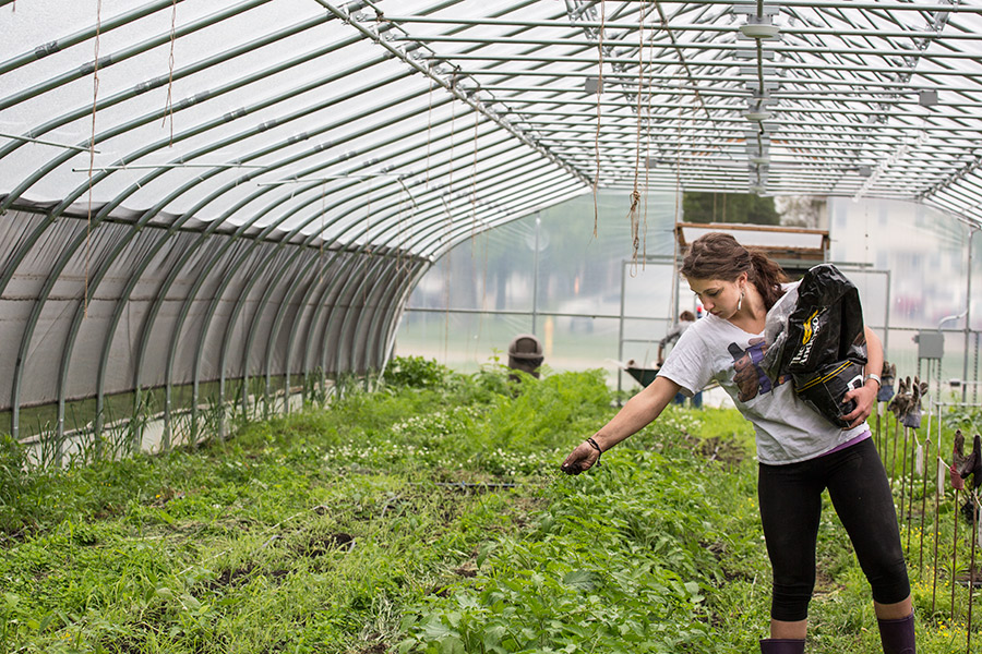 A student spreads an organic soil additive on the crops in the high tunnel.
