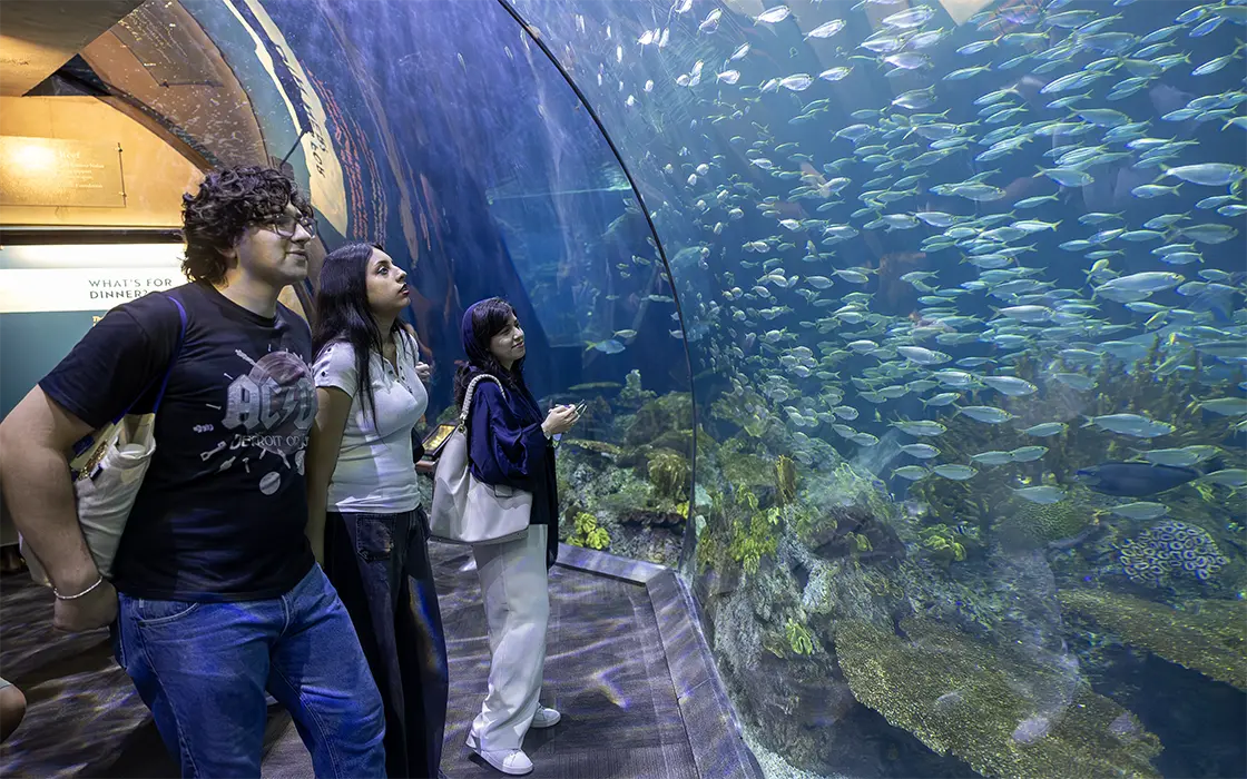 A group of people stand inside the Shedd Aquarium looking at fish in a large tank.