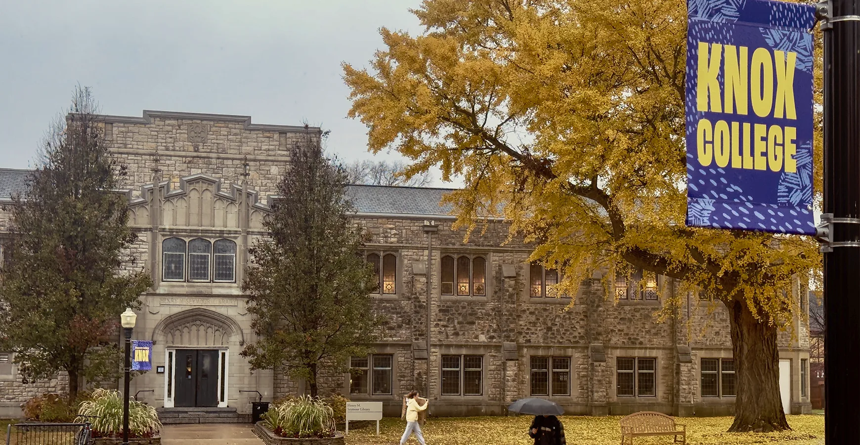 A current photo of the Gingko tree in front of the library.