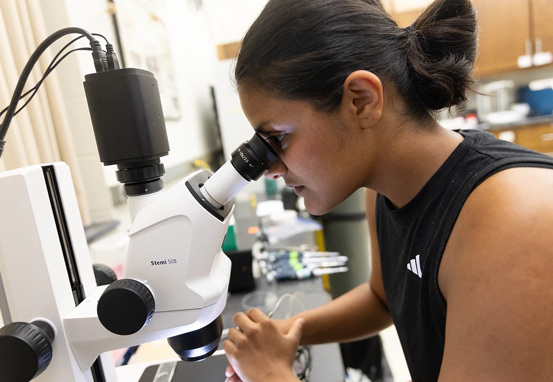A student looks into a microscope.