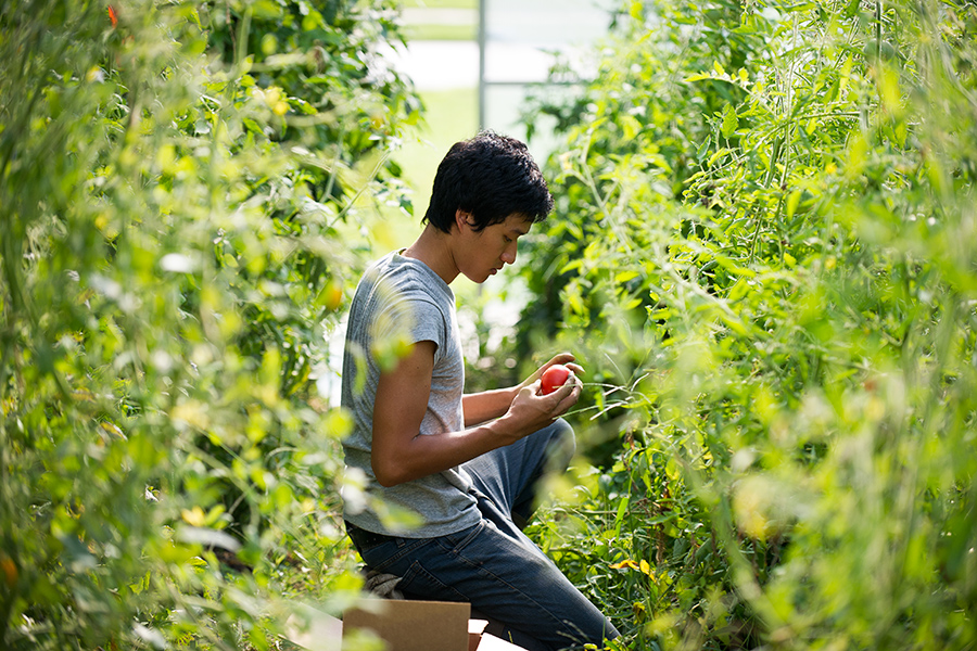 Isaac Lee, student manager of the Knox Farm, works on harvesting tomatoes. The presence and usage of tomatoes and other crops grown by the Knox Farm are extremely well received by the Knox student body. 