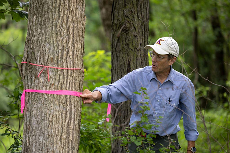 Professor Stuart Allison surveys trees to be removed during the Green Oaks renovations.