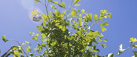 Summer sunlight shines down on the top of a tree, highlighting its green leaves