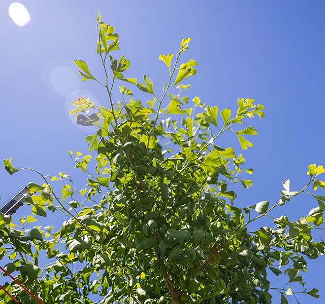 Summer sunlight shines down on the top of a tree, highlighting its green leaves