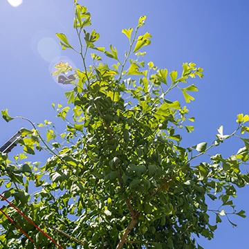 Sunshine on the top of a tree, highlighting its green leaves.