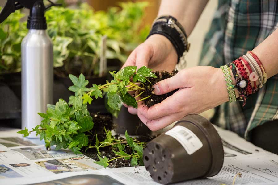 Knox College student builds terrarium at campus Earth Day event
