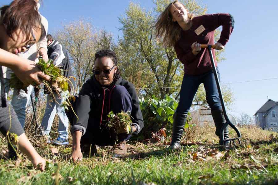 Knox students install a monach waystation during the 2016 Bioneers Conference.